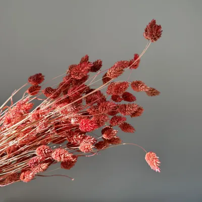 Фалярис червоний