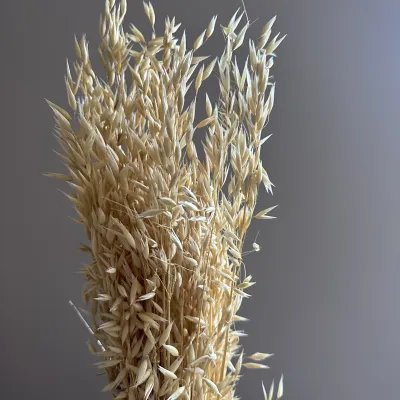 Oats are natural lightened