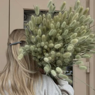 Lagurus natural green