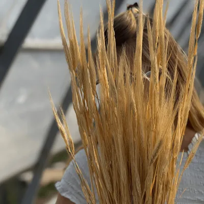 Natural golden barley