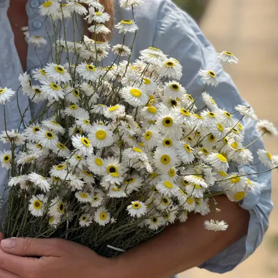 Геліптерум білий