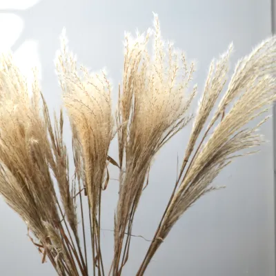 Міскантус натуральний