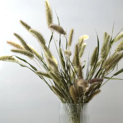 Сетарія натуральна