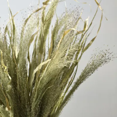 Panicum natural purple