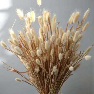 Лагурус натуральний золотистий