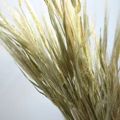 Natural green barley