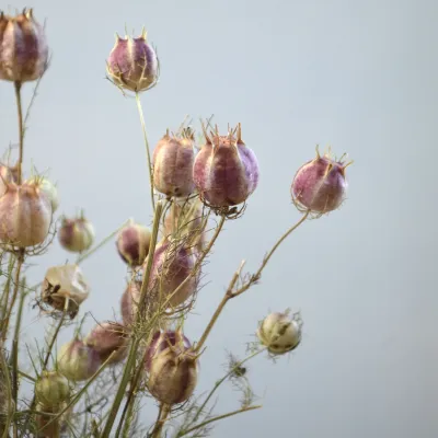 Нігела даманська натуральна