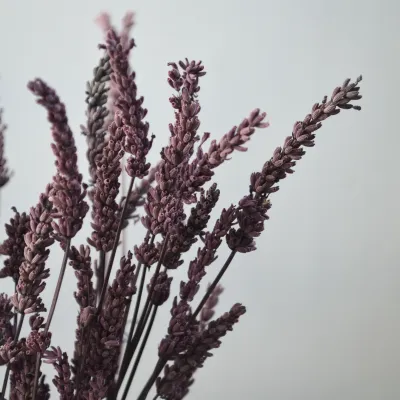 Lavandin stabilized purple