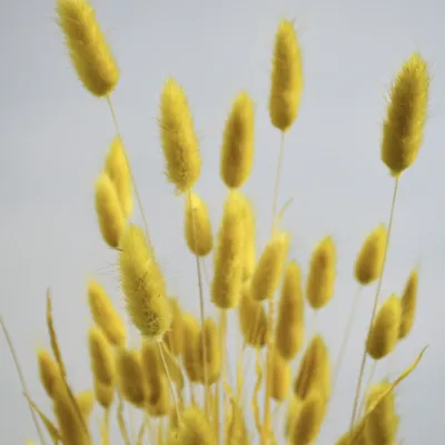 Лагурус тепла оливка