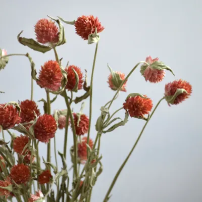 Гомфрена лососева