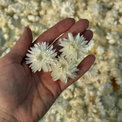 Геліхризум вибілений