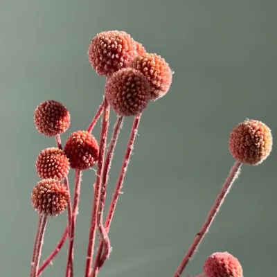 Краспедія рожева стабілізована