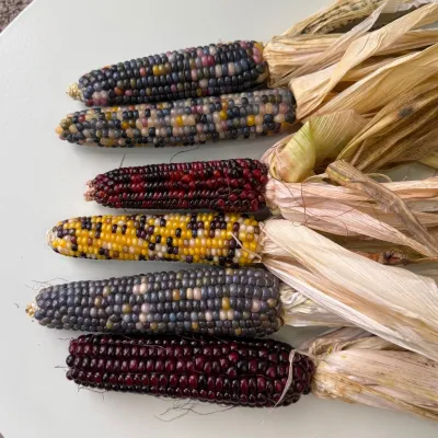 Кукурудза декоративна