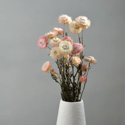 Helichrysum pink