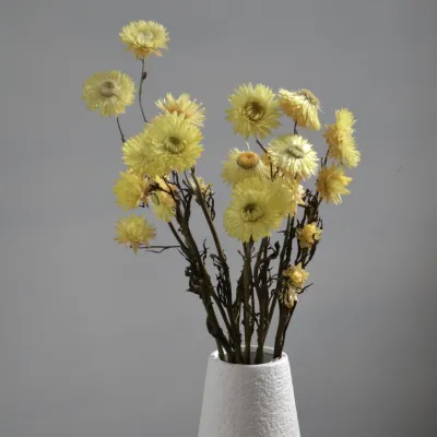 Helichrysum yellow