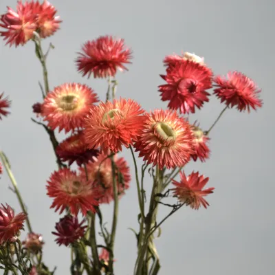 Helichrysum crimson red on...