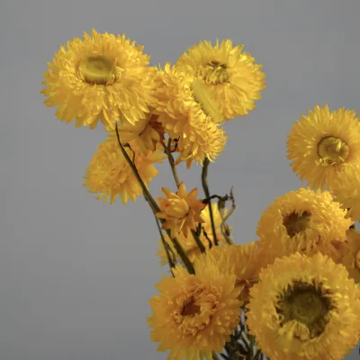 Геліхризум Скарлет на стеблі
