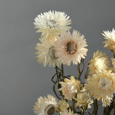 Геліхризум кремовий на стеблі