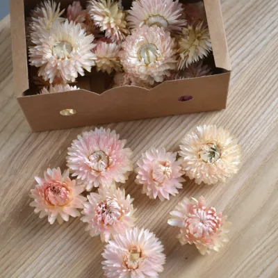 Геліхризум рожевий мікс