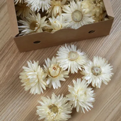 Геліхризум кремовий