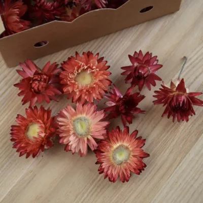 Геліхризум багряно-червоний