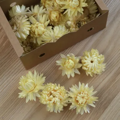 Lemon Helichrysum
