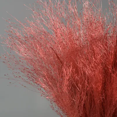 Панікум рожевий