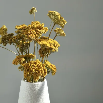 Achillea yellow natural