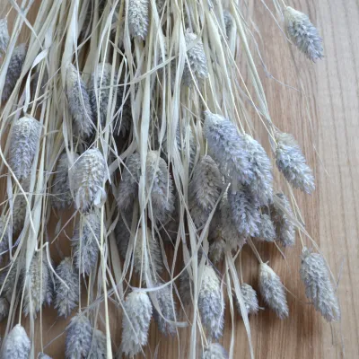 Фалярис блакитний