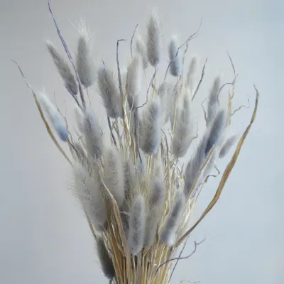 Лагурус блакитний