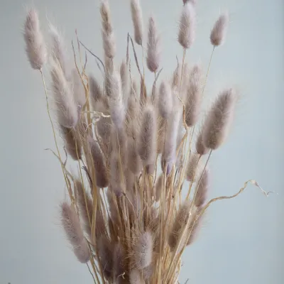 Лагурус ліловий