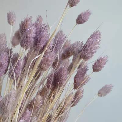 Фалярис ліловий