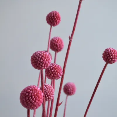 Краспедія малинова...