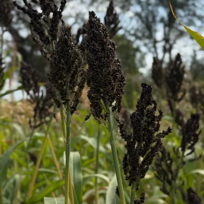 Сорго чорне