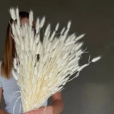 Лагурус вибілений