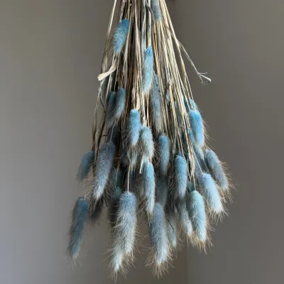 Lagurus gray-blue