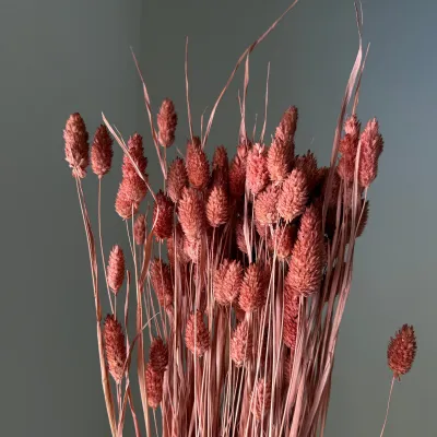 Phalaris terracotta