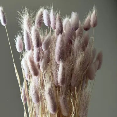 Purple Lagurus