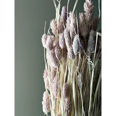 Purple Phalaris