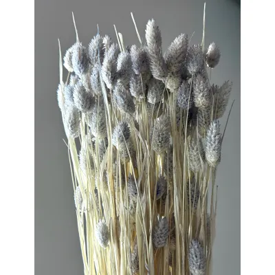 Phalaris blue