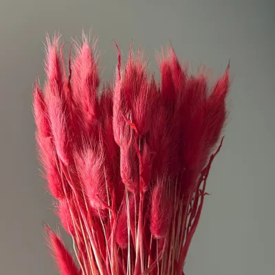 Lagurus red