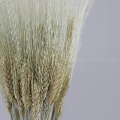 Wheat Giselle natural green