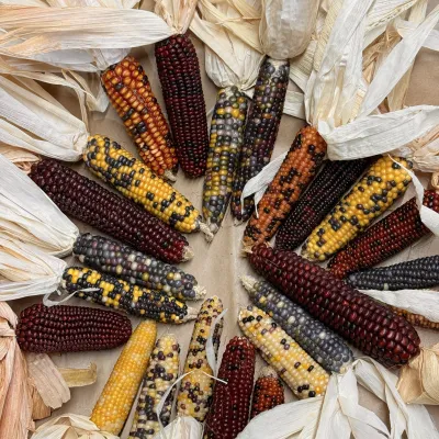 Decorative corn