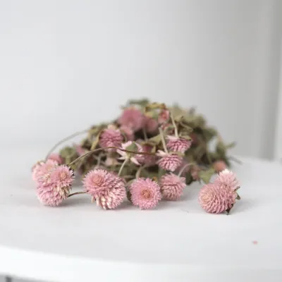 Pink gomphrena