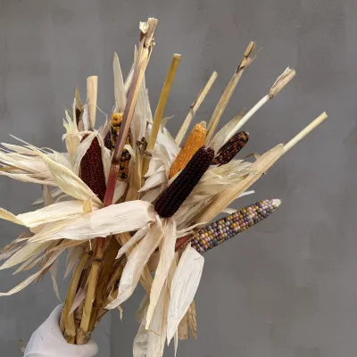 Decorative corn on the stalk