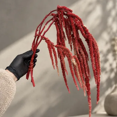 Stabilized red amaranth