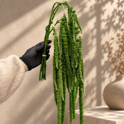 Amaranth stabilized green